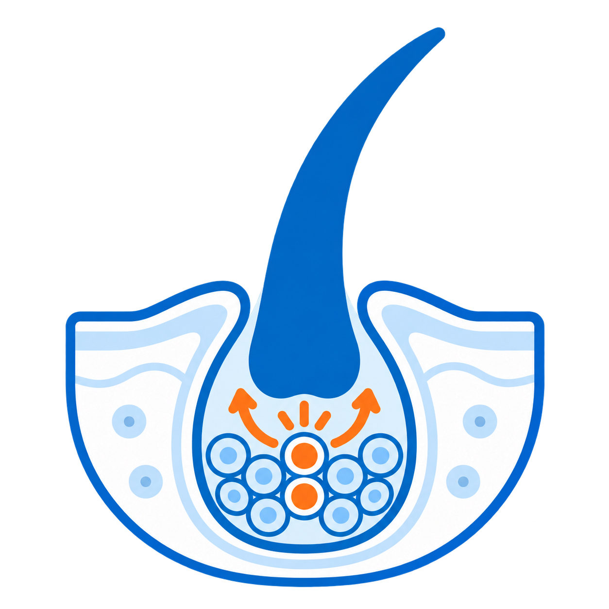 毛根で髪をつくる細胞が分裂するイラスト